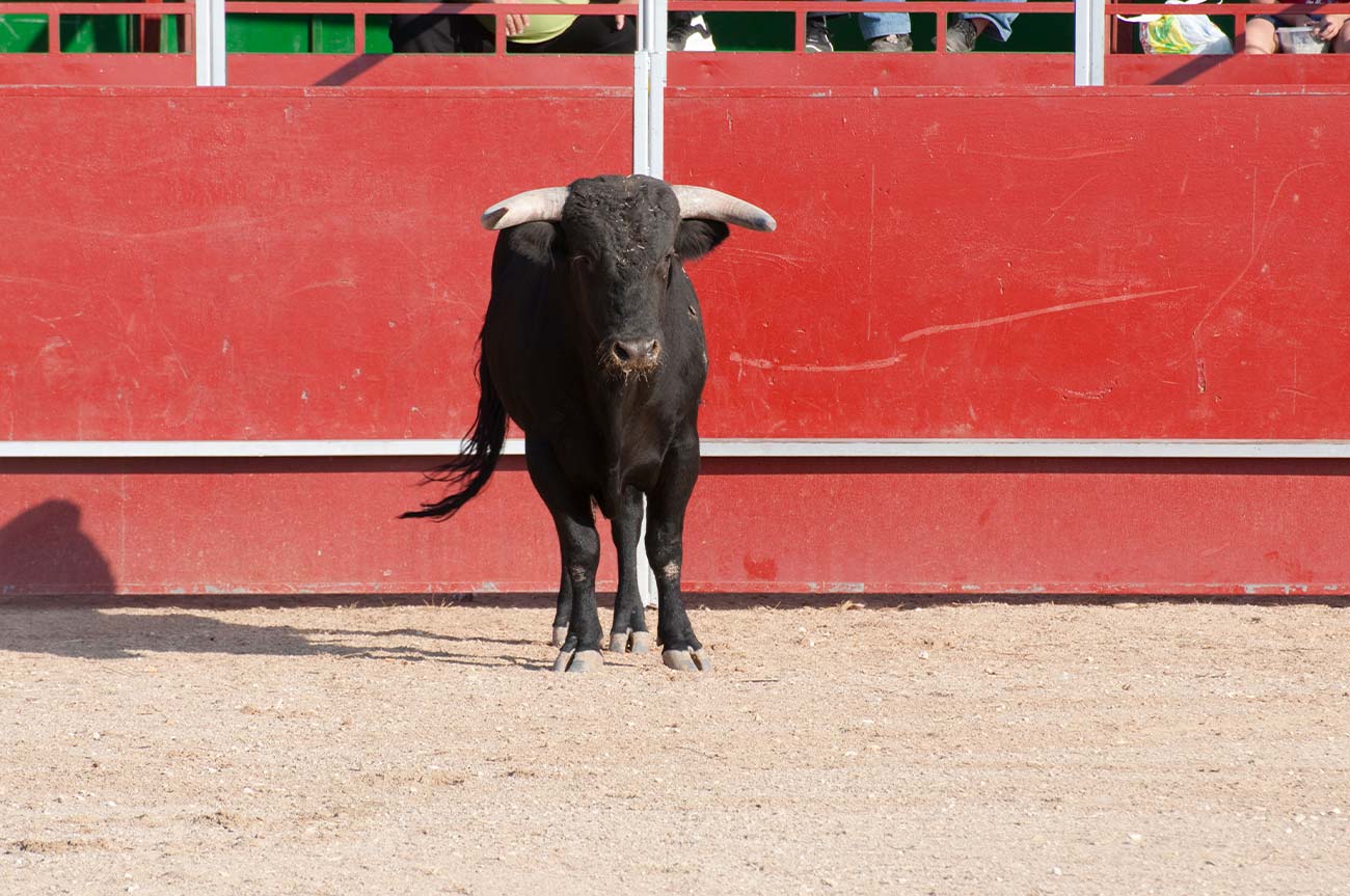 ruedo-de-las-ventas-espacio